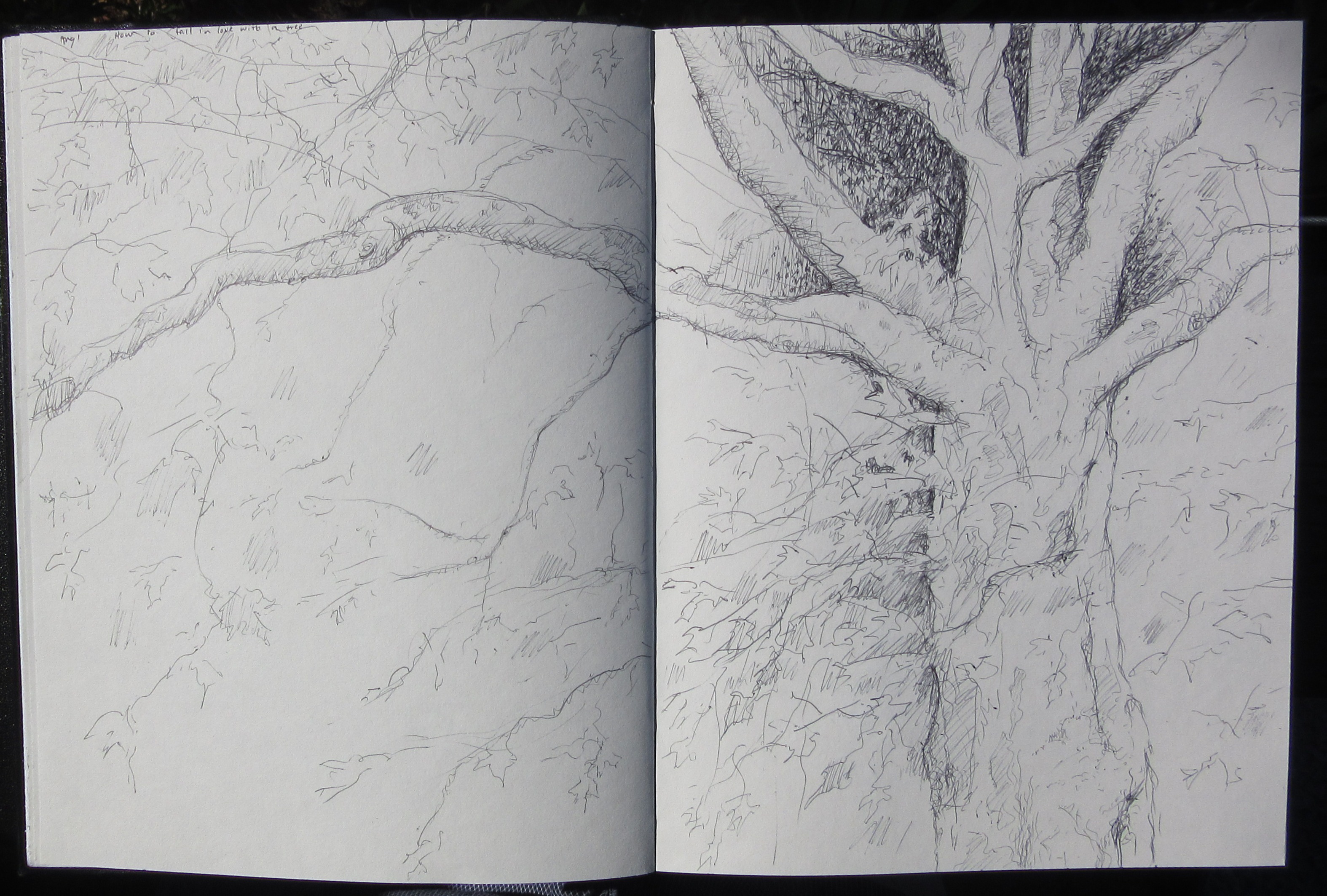 Wind Tree